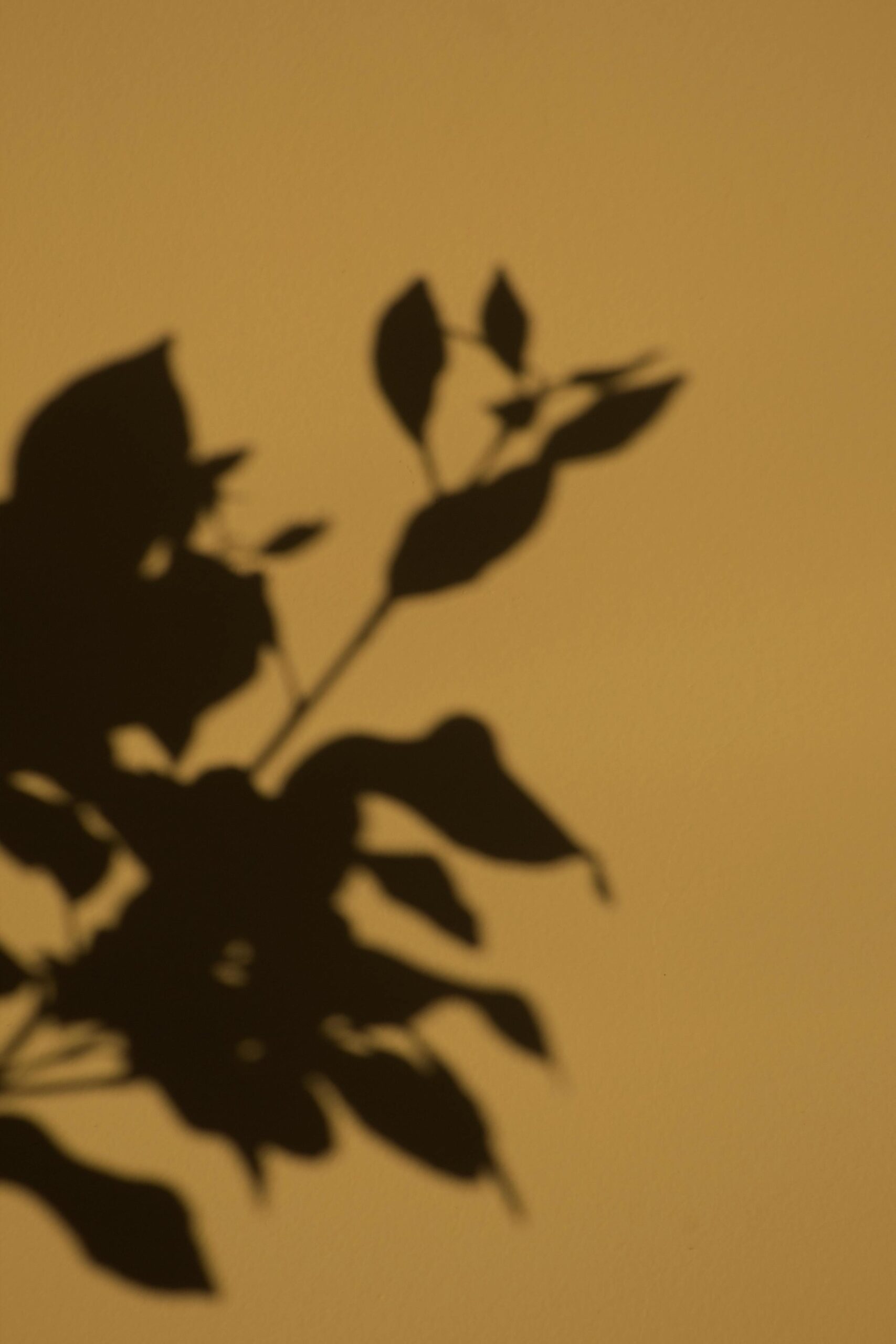 pexels-allecgomes-6423451